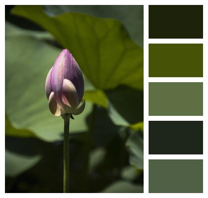 Lotus Flower Bud Water Lily Image